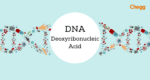 DNA Full Form : Deoxyribonucleic Acid