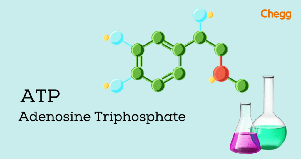 atp-full-form-adenosine-triphosphate