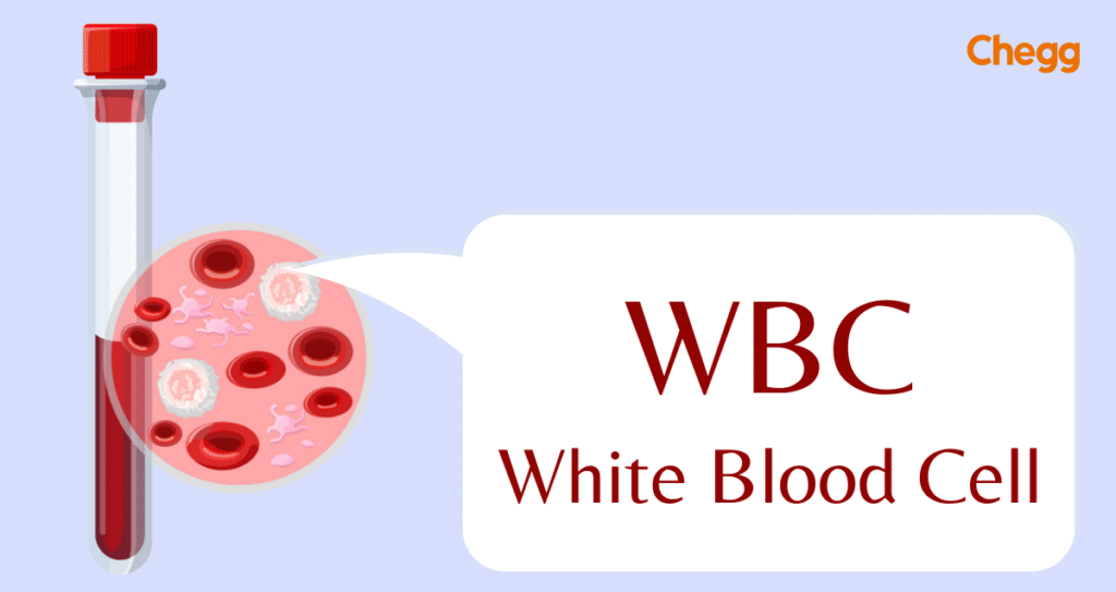 wbc-full-form-white-blood-cell