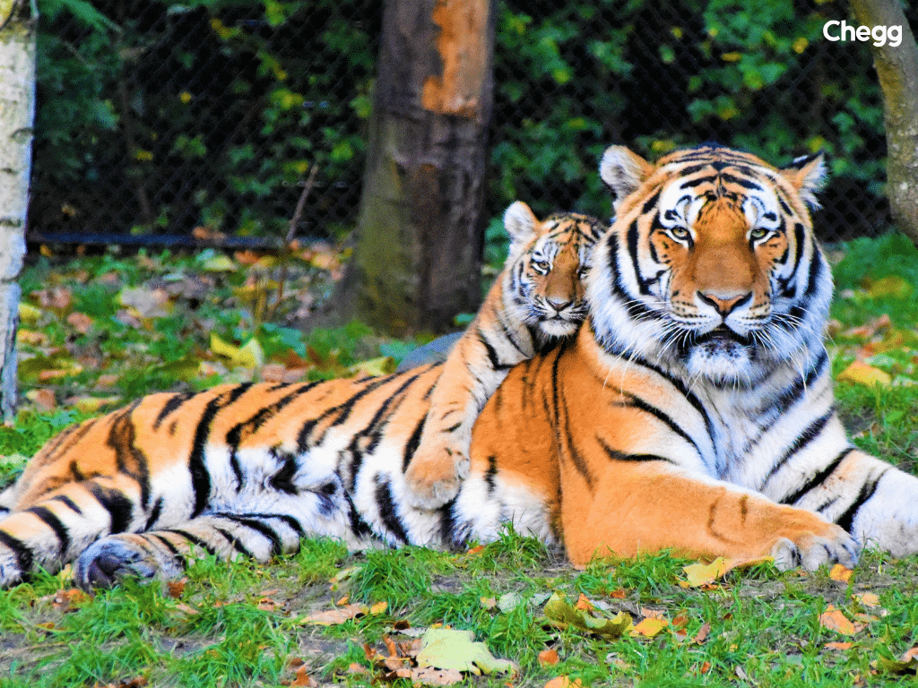 International Tiger Day