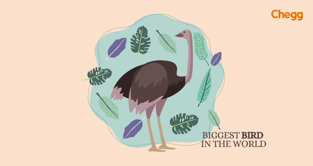 biggest bird in the world