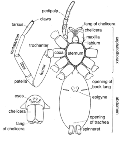 Spider body parts