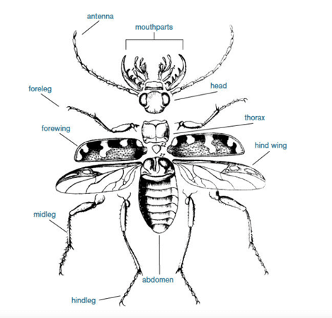 Insects body parts