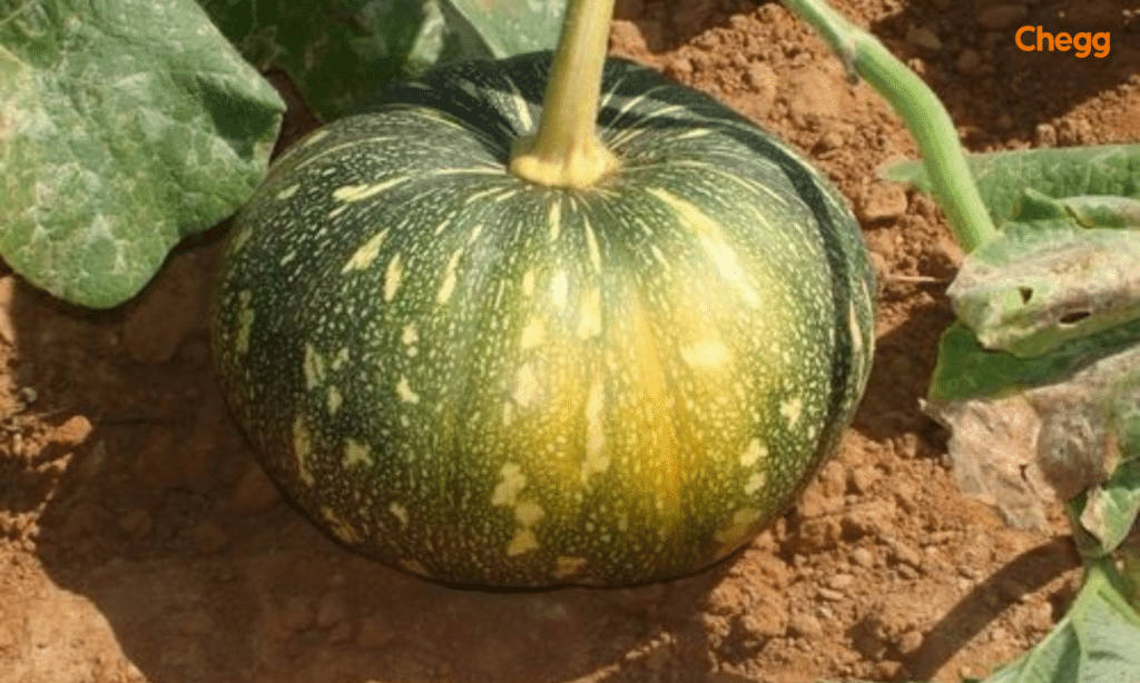 Pumpkin- National vegetable of India