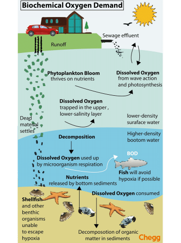 BOD in Environmental Science: Relation between BOD and DO