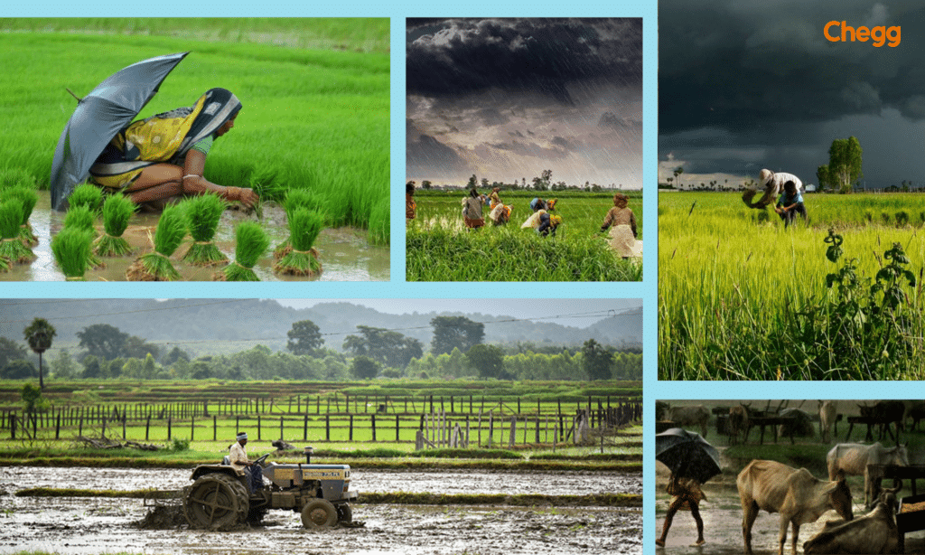 Rainfall agriculture in India