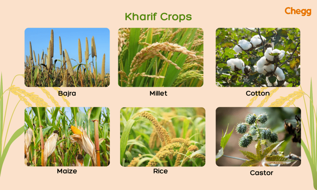 Kharif season crops