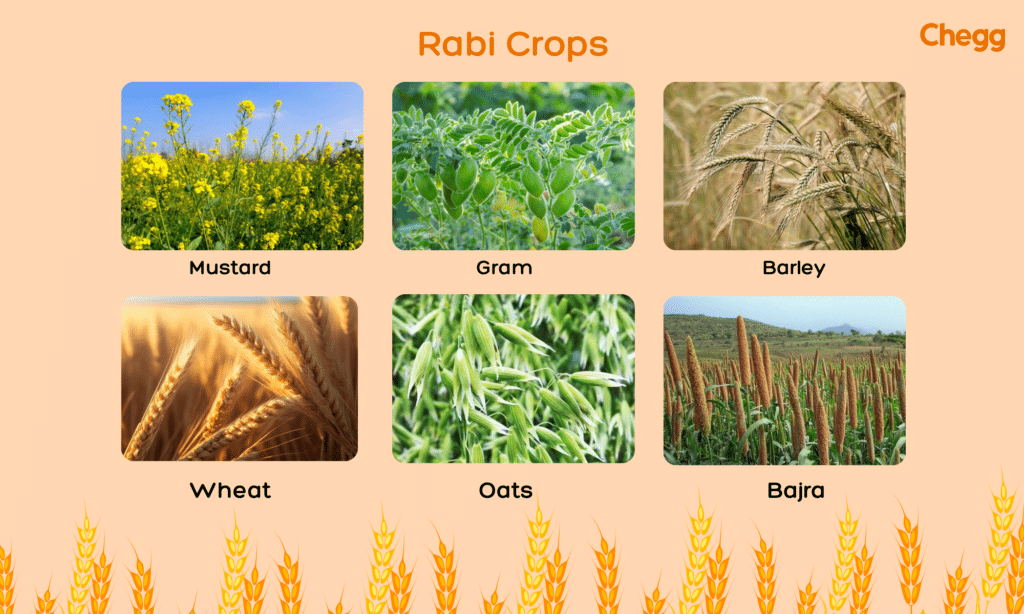 Rabi season crops