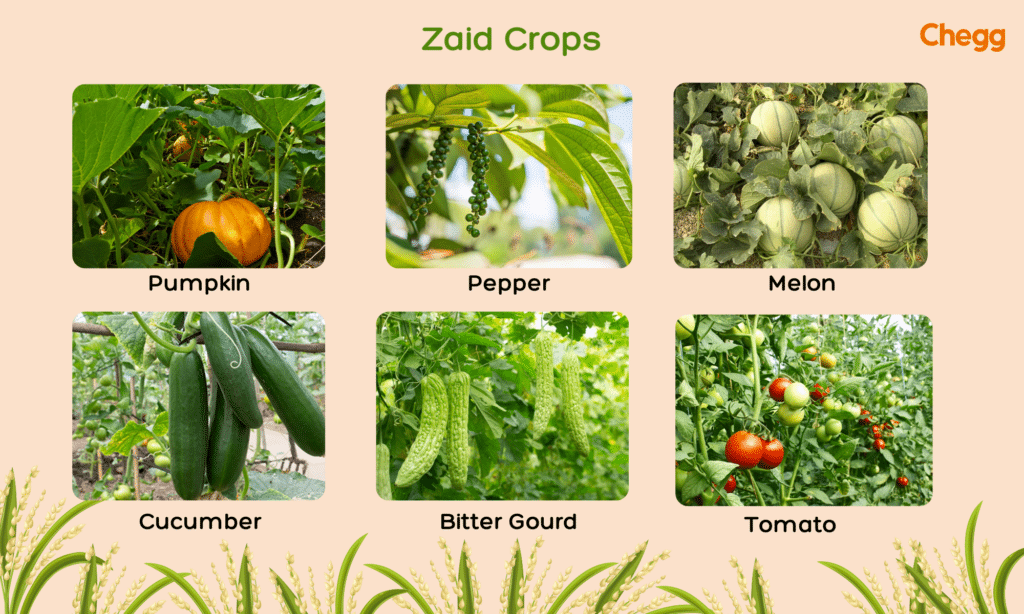 Zaid season crops