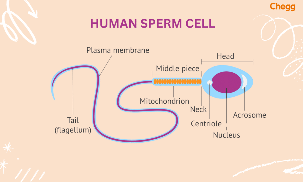 Human sperm cell