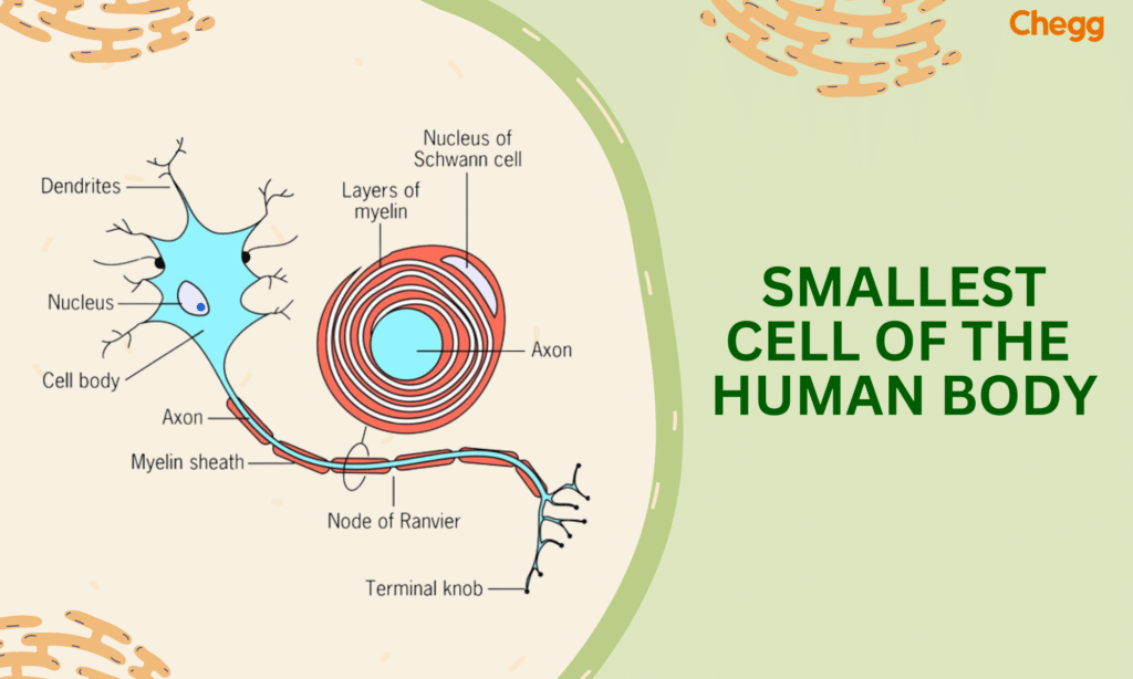 The Smallest Cell in Human Body: The Powerful Role of Sperm