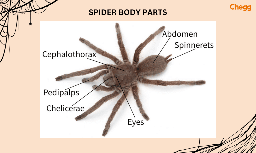 Spider body parts