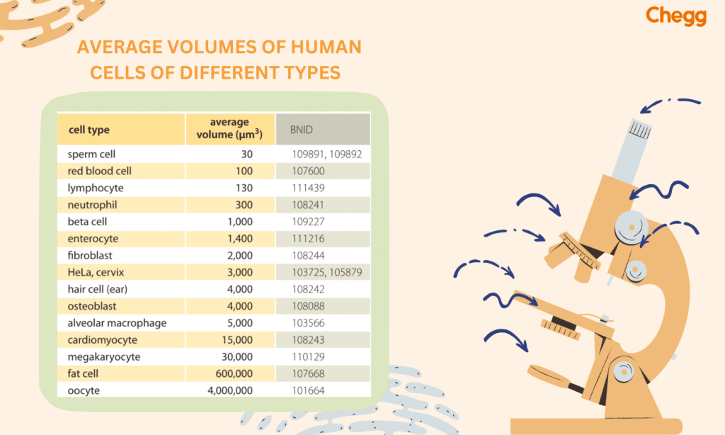 Comparison of the cell’s size to different cells in the body