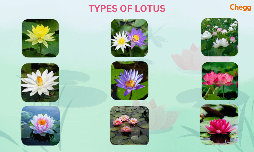 Types of lotus- national flower of india