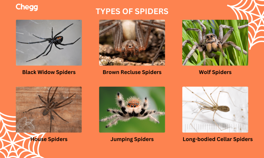 Types of Spiders