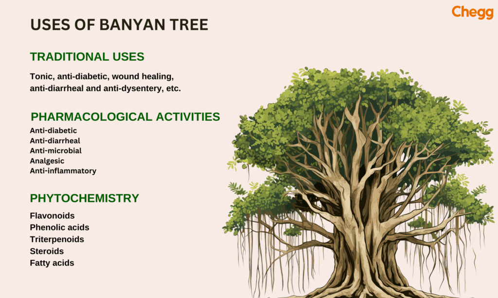 Uses of banyan tree