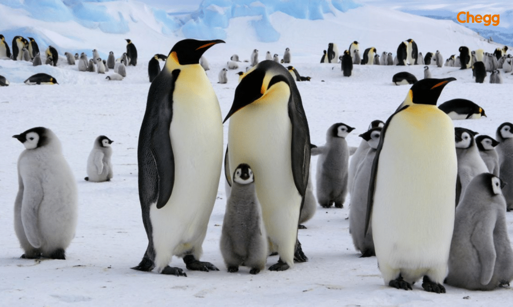 Emperor penguins, one of the largest and heaviest birds alive