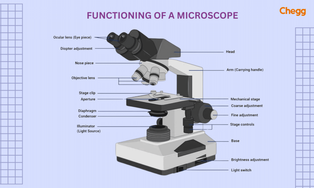 Functioning of a microscope-who discovered microscope