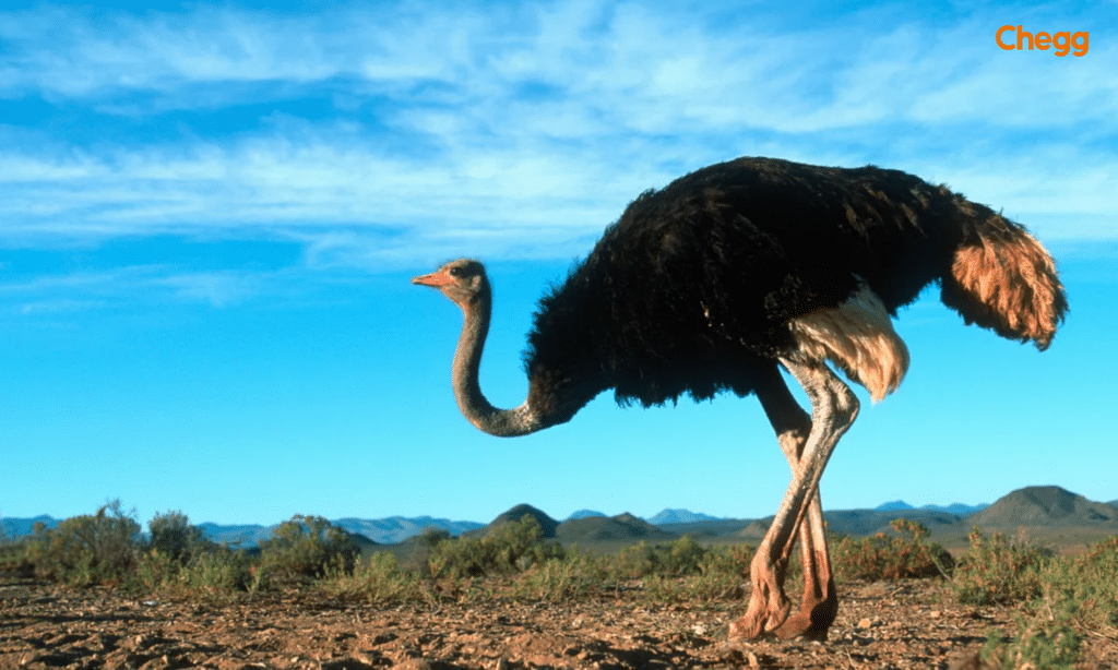 Ostrich, the biggest bird in  the world