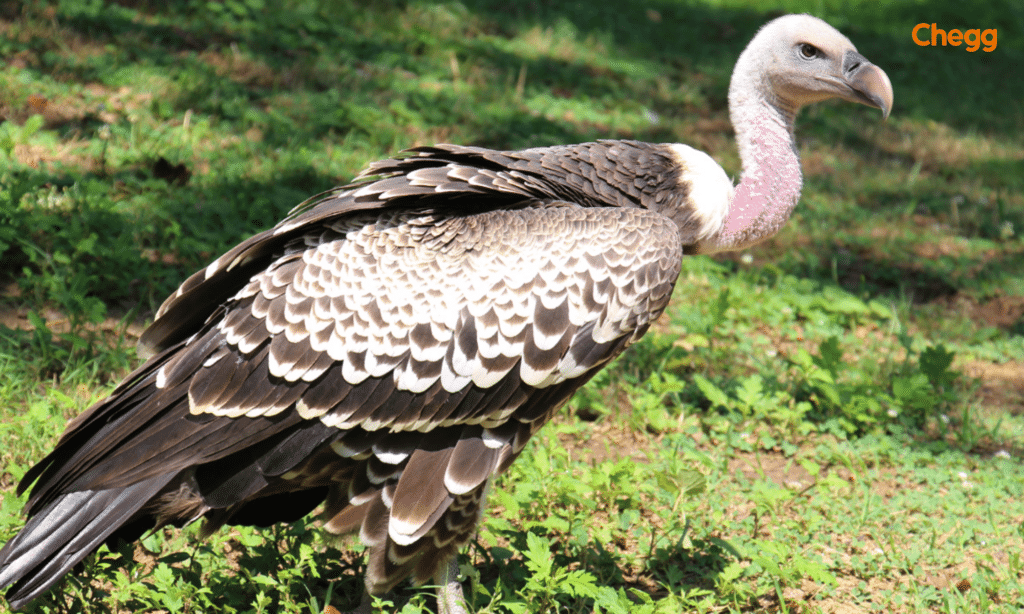 Ruppell’s vulture, the highest-flying bird in the world