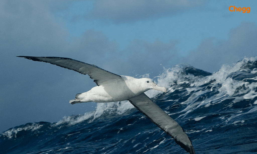 Wandering Albatross, the largest flying bird