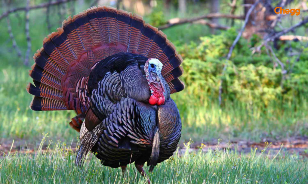 Wild turkey, one of the biggest bird species