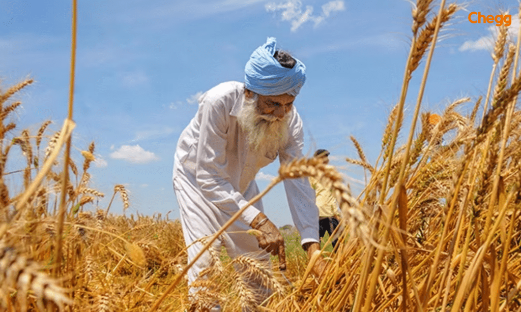 रबी की फसल कब काटी जाती है