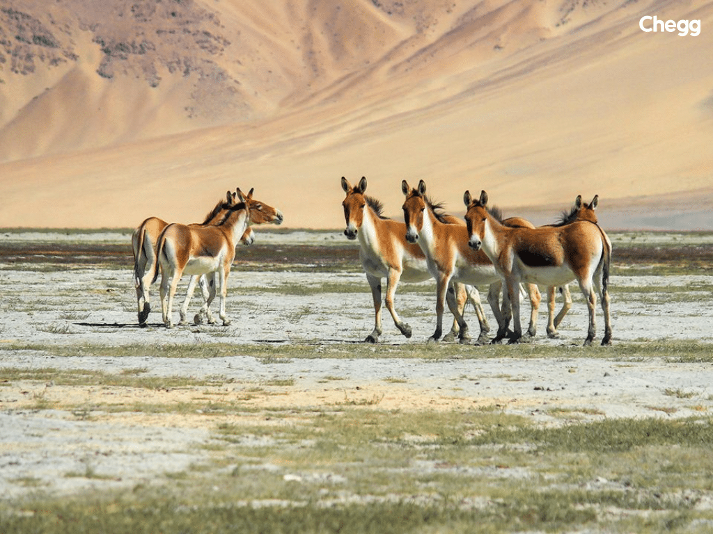 Hеmis National Park